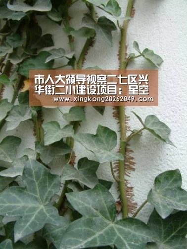 市人大领导视察二七区兴华街二小建设项目:星空平台(图4) 星空官网